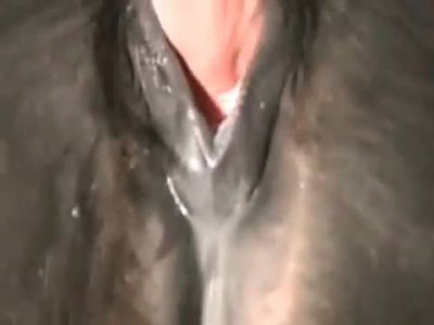 Зоофилия мужика с лошадью