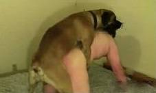 Толстяка зоофила трахает кобель